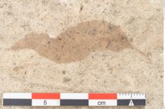 Foto (Detailansicht) von Quercus palaeoilex Ettingshausen (NHMW-GEO-2024-0188-8100)